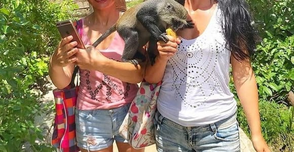 Zanzibar: Wildlife Zoo Kilosa and Sea turtle Sanctuary tour