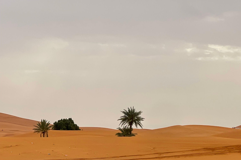 From Marrakech: 3-Day Desert Tour to Merzouga & Luxury Camp. From Marrakech: Premium 3-Day Tour & Luxury Camp.