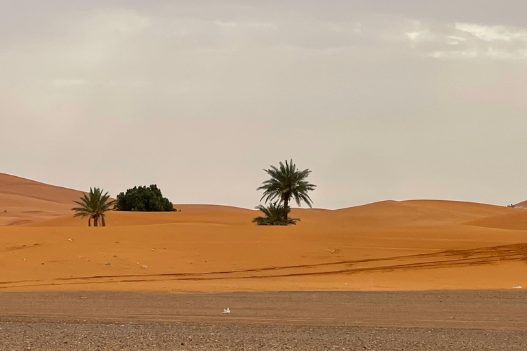 From Marrakech: 3-Day Desert Tour to Merzouga & Luxury Camp. From Marrakech: Premium 3-Day Tour & Luxury Camp.