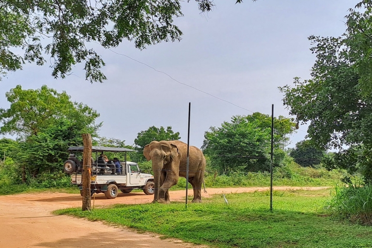 Safari por Udawalawe