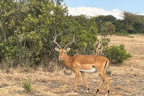 Nairobi:1 Day Ol Pejeta Excursion with guide and transfer