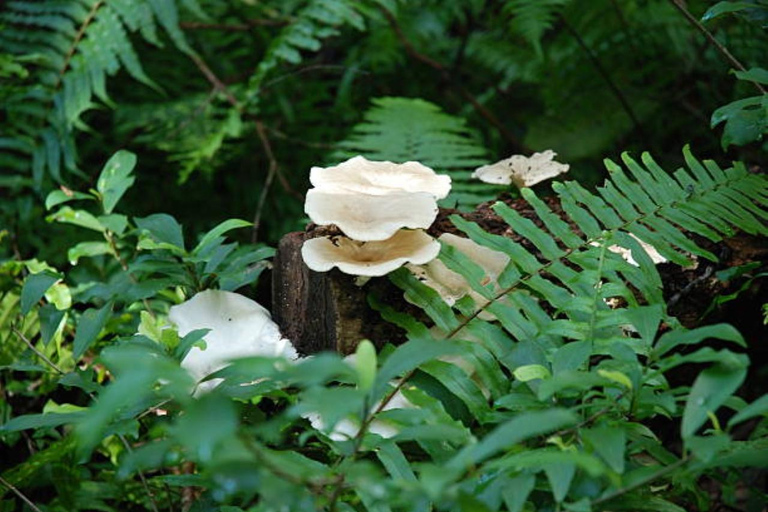 Wandeltocht door het bos van Jozani