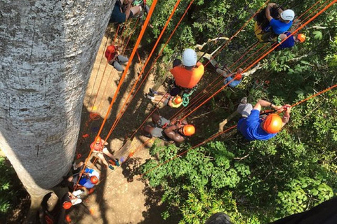 Manaus: Adventure Tree Climbing