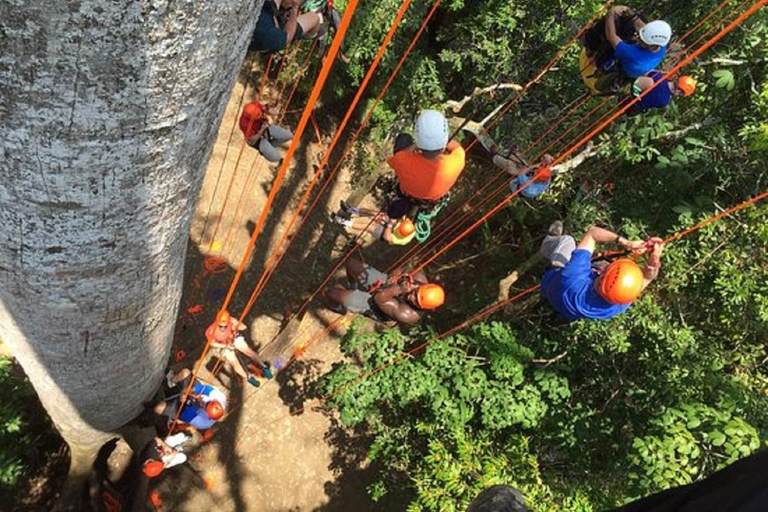 Manaus: Adventure Tree Climbing