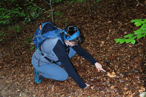 Poiana Brașov: setas silvestres y secretos del bosque