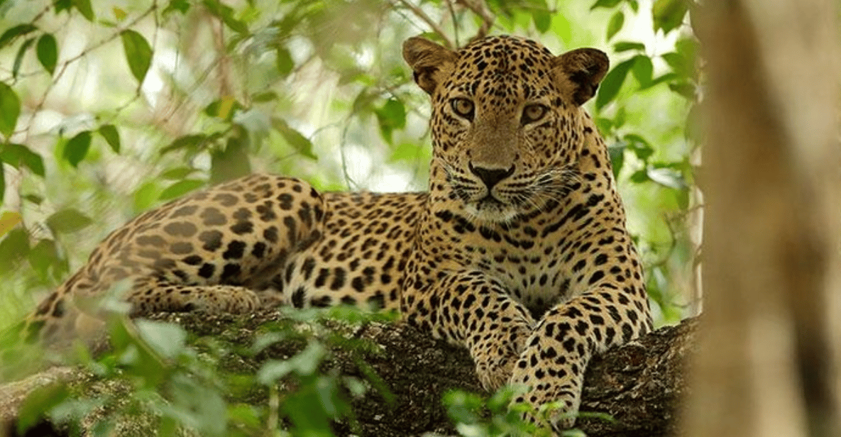 Safari Serenity: Exclusive Wilpattu National Park Adventure | GetYourGuide