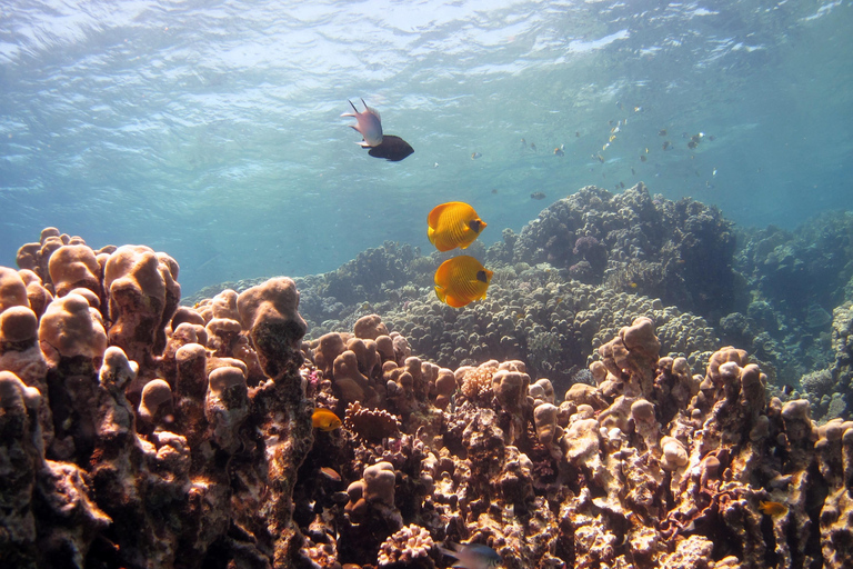 Sharm El-Sheikh: Desert & Waves Adventure / Lunch Option 2 : ( 1 x DBL Parasailing + Banana + Tube )