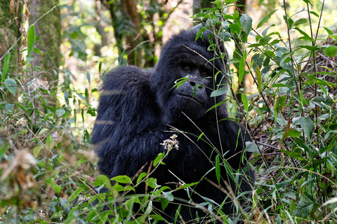 1 dagstur med gorillavandring i Bwindi från Kigali