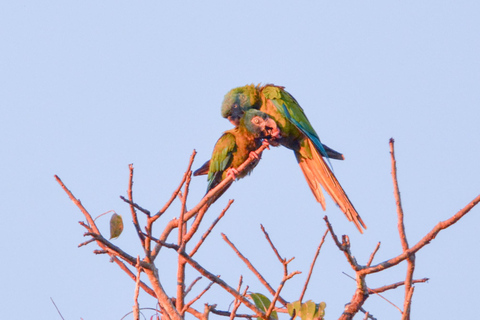 From Cusco: 3-Day Manu Amazon Tour with Lodges & Meals
