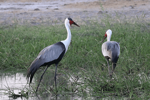 Vogelbeobachtung in Äthiopien: 14 Tage