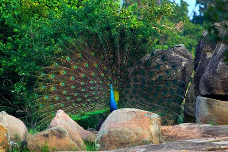 Minneriya Safari from Sigiriya Eco Jeep Adventure