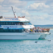 Port Stephens: Dolphin Discovery Cruise