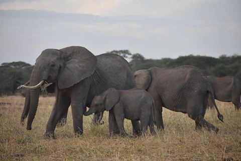 7 Dias Safari de gama média com conforto 3 Noites Serengeti