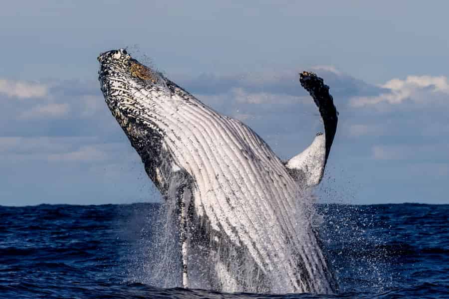 Sydney: Malerische Whale-Watching-Bootsfahrt. Foto: GetYourGuide