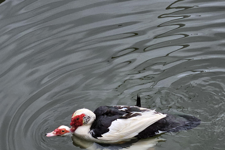 From Tirana: Berat Day Trip with Belshi Lake
