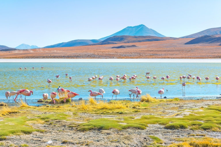 Van Uyuni: 3 dagen geiser en zoutvlakten van Uyuni | Flamingo's |Bolivia: Salar de Uyuni Tour 3 dagen 2 nachten