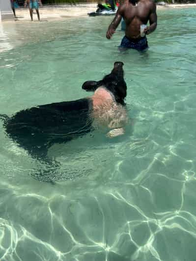 Depuis Nassau : Excursion en bateau à Pig Beach avec boissons ...