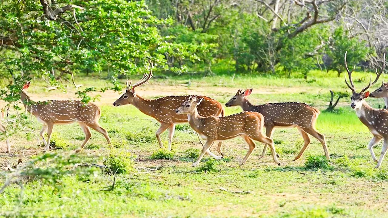 Trincomalee: Minneriya-Safari & Transfer nach Sigiriya/Dambulla