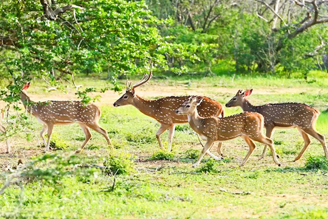 From Negombo: Wilpattu National Park Safari with Transfers