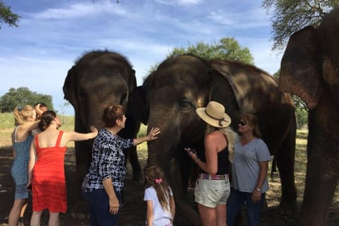 From Delhi: Sunrise Taj Mahal Tour With Elephant SOS