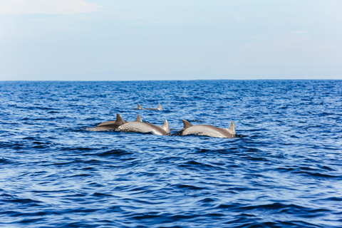 Norte de Bali: amanecer con delfines, cascadas y templosOpción privada prémium