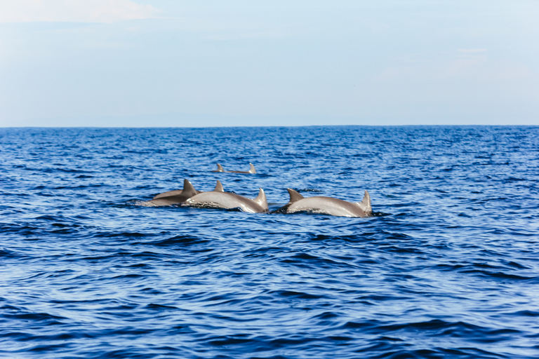 Nord de Bali : dauphins, cascades et temples à l’aubeExcursion privée premium