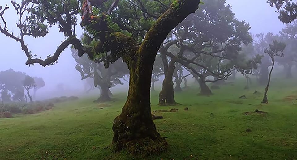 11 Melhores Locais Para Nadar Na Natureza Na Madeira