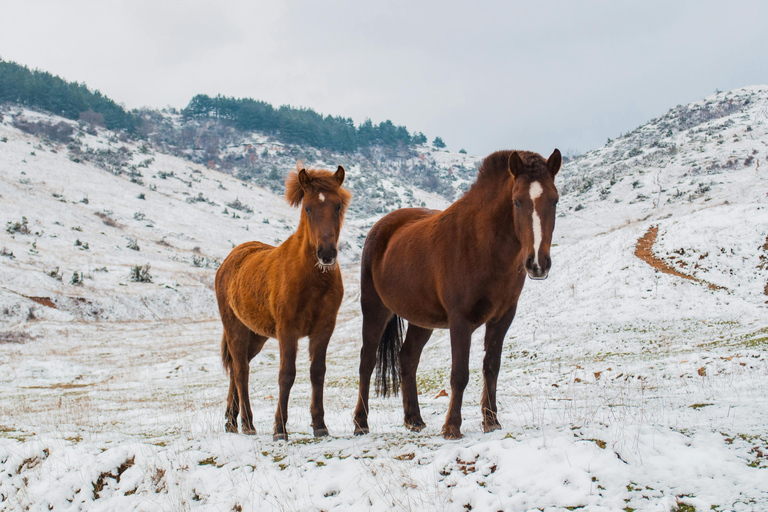 Stepantsminda: Caucasus Mountains Horseback Riding Tour