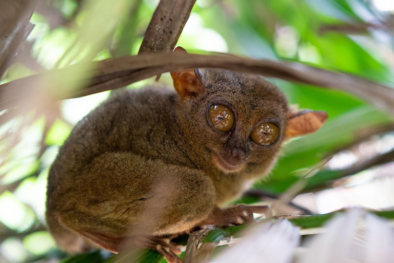Visite privée des collines de chocolat de Bohol