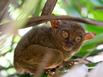 Bohol: Chocolate hills Private Eco-Tours