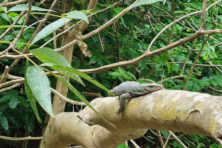 From Khao Lak: Bamboo Rafting & Jungle Trekking in Khao Sok Bamboo Rafting and Ethical Elephant Experience