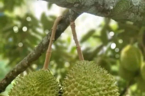 Zanzibar: Spice Farm, Stone Town or Jozani Forest with lunch Spice Farm Experience with lunch – (No Transport)