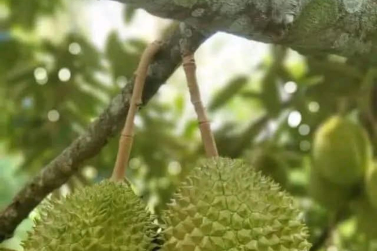 Zanzibar: Spice Farm, Stone Town or Jozani Forest with lunch Spice Farm Experience with lunch – (No Transport)