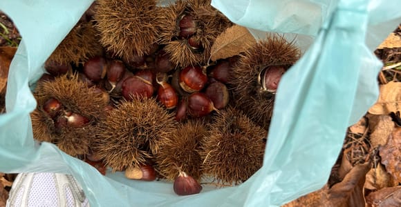 From Bari: Chestnut Festival in Trecchina with harvesting and food tasting