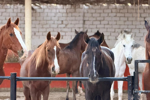 Hurghada: Horse Riding in the Desert & Beach Experience 1 HR Desert Horse Riding Experience without transfer