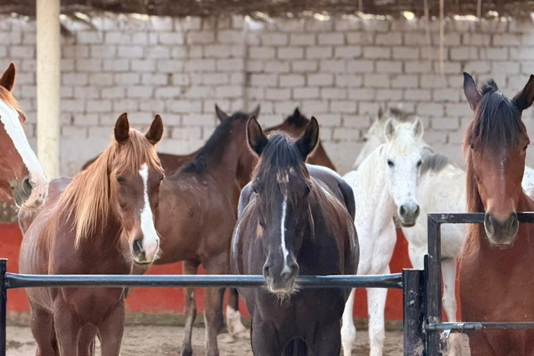 Hurghada: Horse Riding in the Desert & Beach Experience 1 HR Desert Horse Riding Experience without transfer