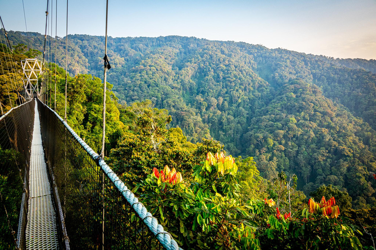 TREKKING DI 6 GIORNI CON I PRIMATI DEL RUANDA