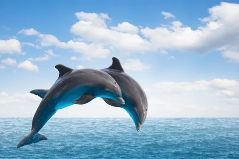From Muscat: Discover Dolphins Day Trip