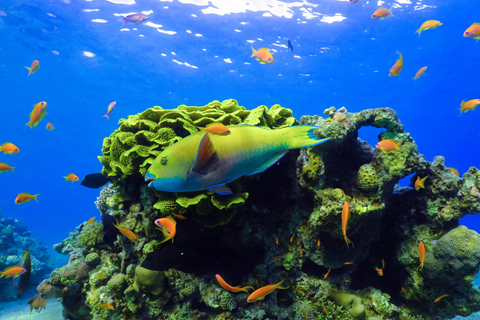 Eliat: Coral Reef Snorkeling Trip with Instructor Snorkeling tour to Underwater Restaraunt covered by Corals
