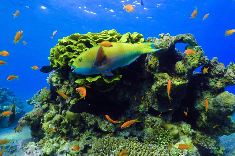 Eliat: Coral Reef Snorkeling Trip with Instructor Snorkeling tour to Underwater Restaraunt covered by Corals