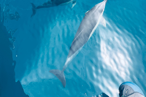 Benalmádena Catamaran Sightseeing Tour: Tapas Food Tasting, Drinks, Swimming & Dolphins Benalmádena Catamaran Tour: Tapas Tasting, Drinks, Swimming, and Dolphins
