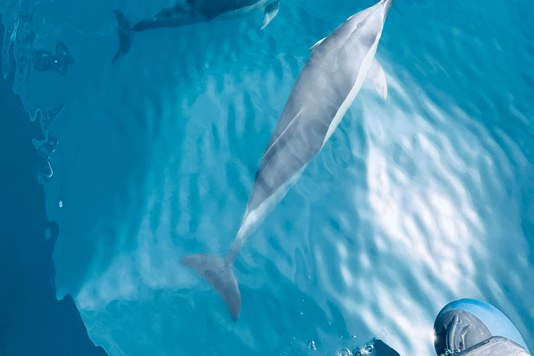 Benalmádena Catamaran Sightseeing Tour: Tapas Food Tasting, Drinks, Swimming & Dolphins Benalmádena Catamaran Tour: Tapas Tasting, Drinks, Swimming, and Dolphins