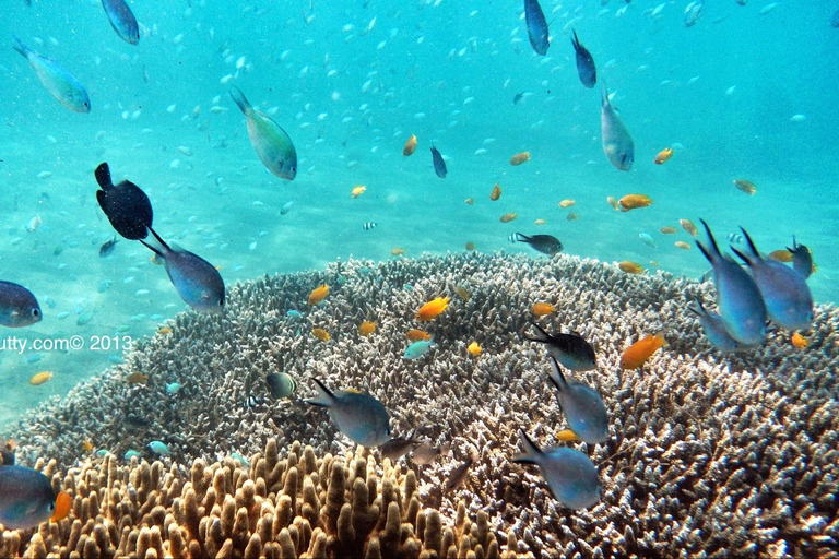 Amed: Exclusive Private Snorkeling to 4 Best Spots