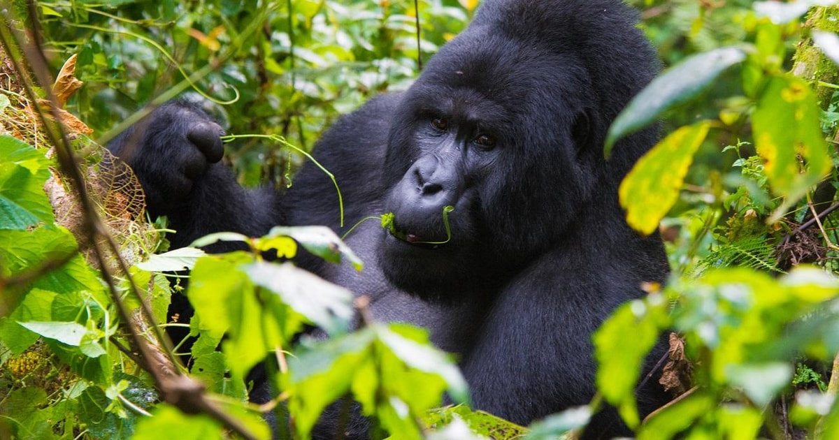 3 Days Bwindi Gorilla Safari Uganda Holiday From Kigali | GetYourGuide