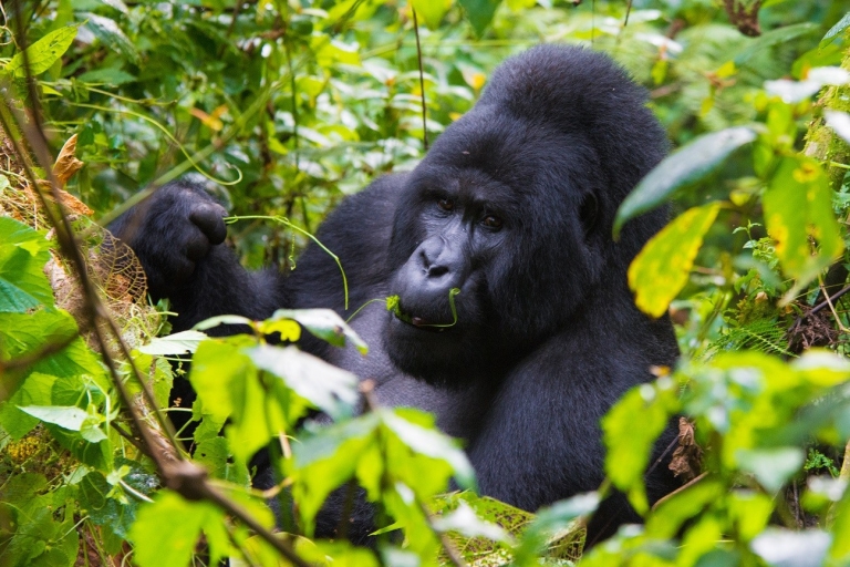 3-daagse Bwindi Gorilla Safari Oeganda-vakantie vanuit Kigali