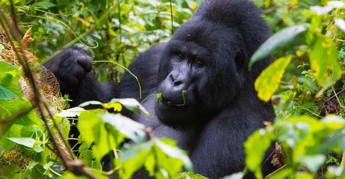3 Days Bwindi Gorilla Safari Uganda Holiday From Kigali | GetYourGuide