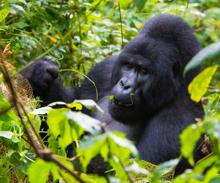 3 Days Bwindi Gorilla Safari Uganda Holiday From Kigali