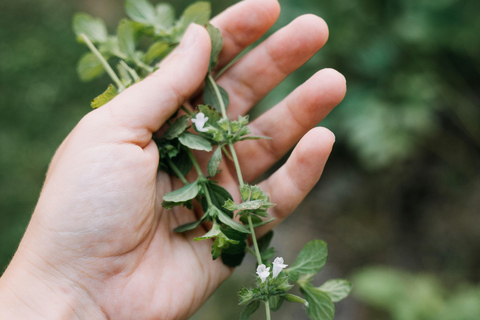Munich: Healing Power on the Banks of the Isar - Rediscovering the Knowledge of Wild Herbs