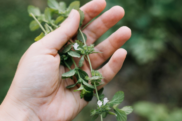 Munich: Healing Power on the Banks of the Isar - Rediscovering the Knowledge of Wild Herbs