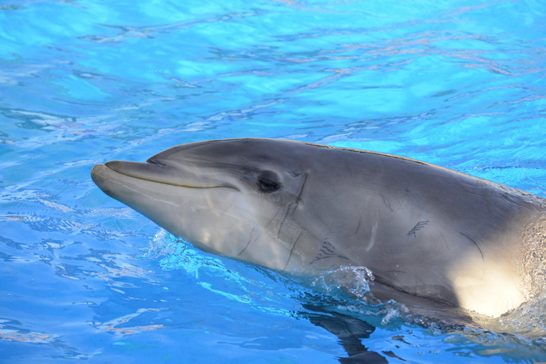 Djerba: Sunset cruise tour, dolphin watching + drinks